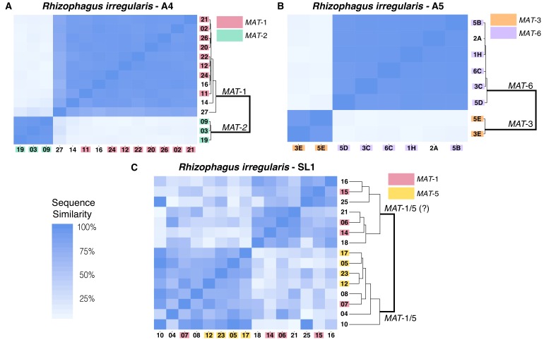 graphic file with name elife-46860-fig6.jpg