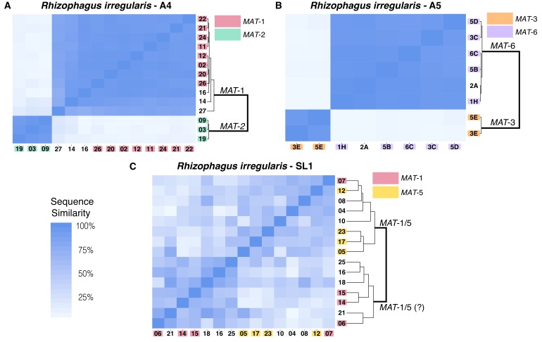 graphic file with name elife-46860-fig3.jpg