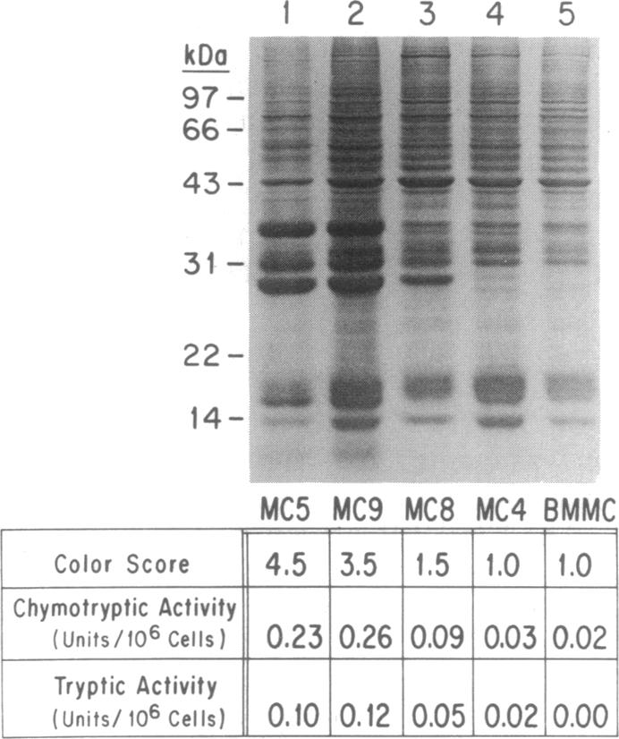 graphic file with name pnas01033-0375-a.jpg