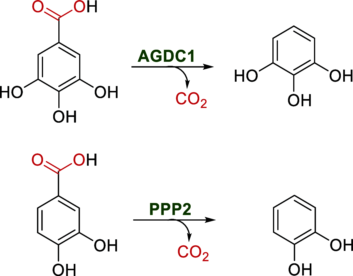 Scheme 22