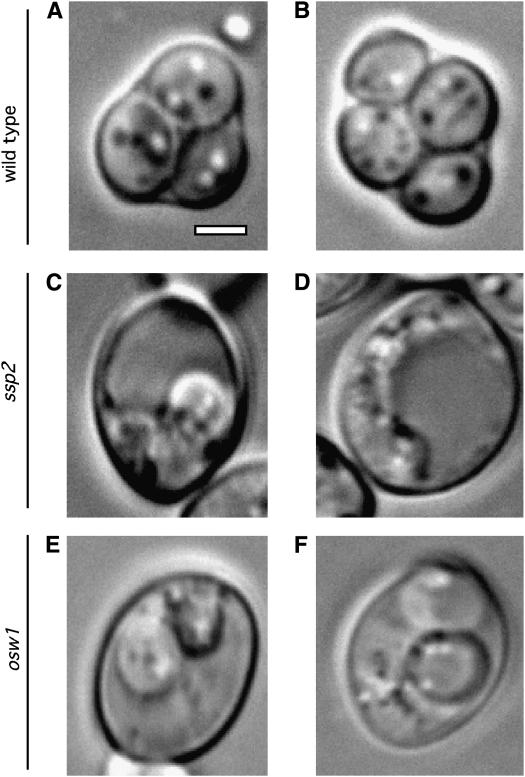 Figure 1.—