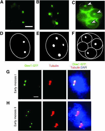 Figure 5.—