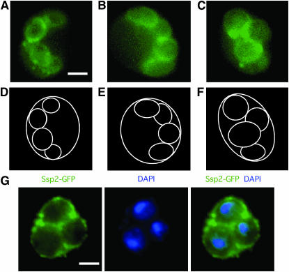 Figure 4.—