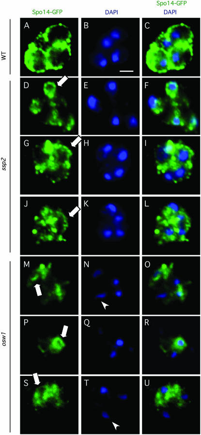 Figure 7.—