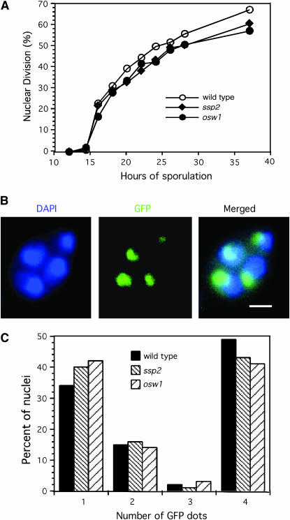 Figure 2.—