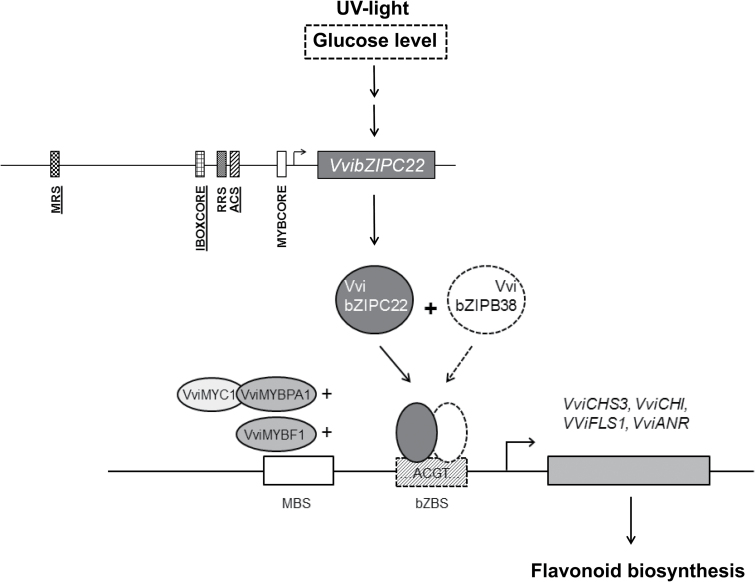 Fig. 7.