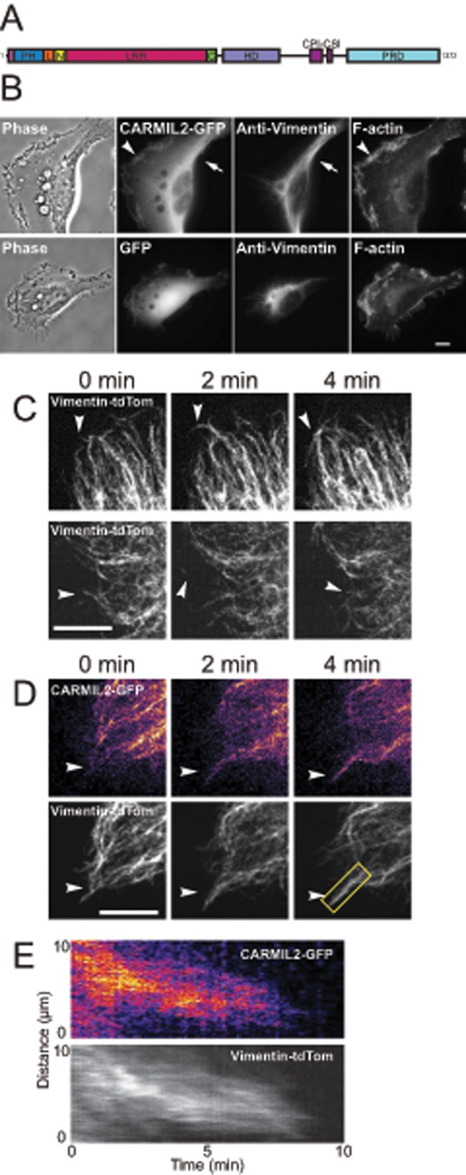 FIGURE 1: