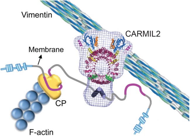 FIGURE 7: