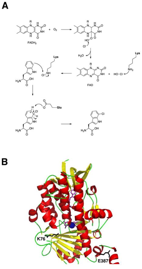 Fig. 16