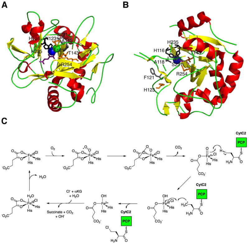 Fig. 17