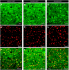 <b>Figure 5</b>