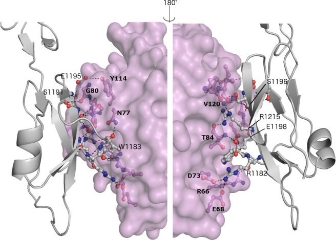 Fig 3