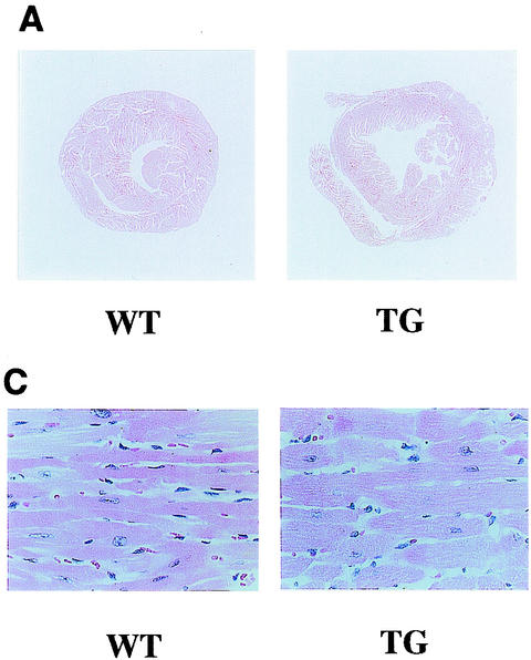 FIG. 8.