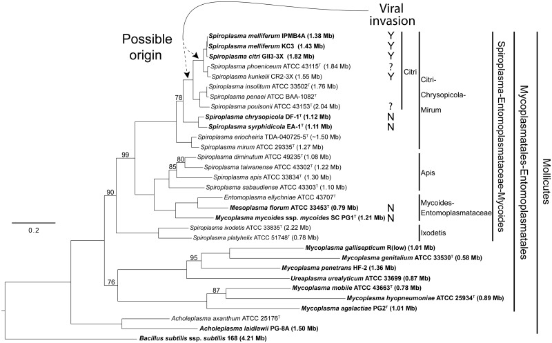 Fig. 1.—