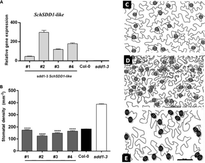 FIGURE 3