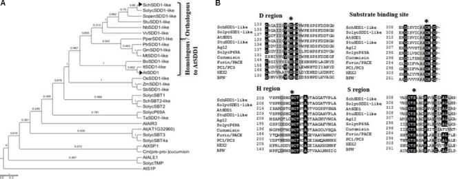 FIGURE 1