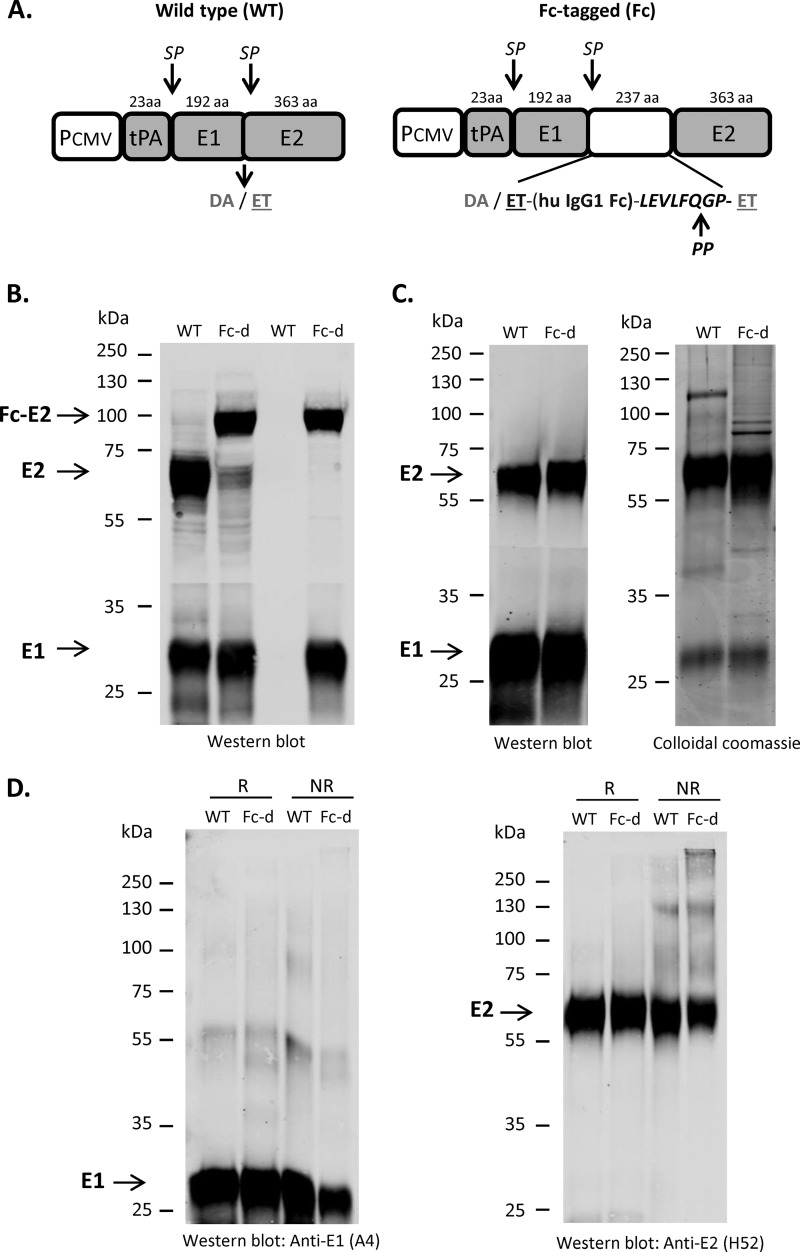 FIG 1