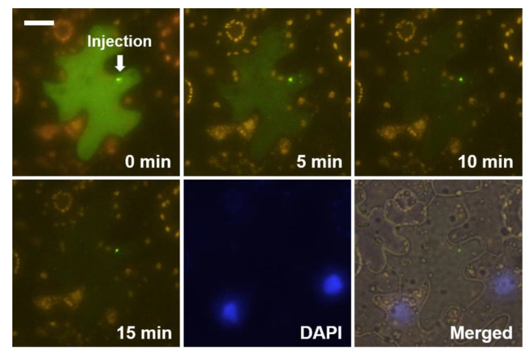 Figure 4