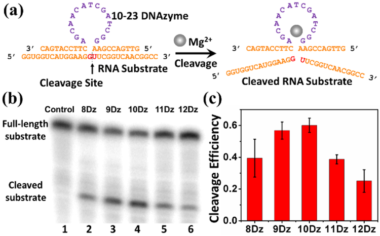 DNAzyme-Mediated Genetically Encoded Sensors for Ratiometric Imaging of ...