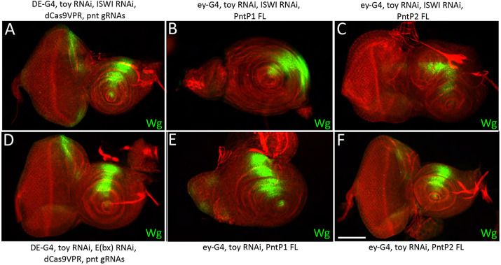 Fig. 11.