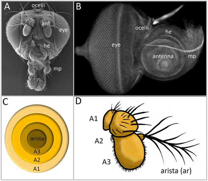 Fig. 1.