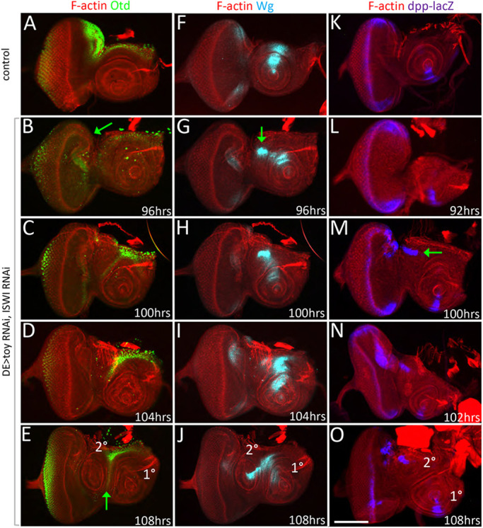 Fig. 8.