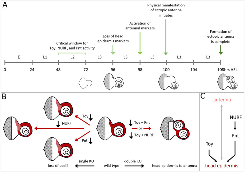 Fig. 12.