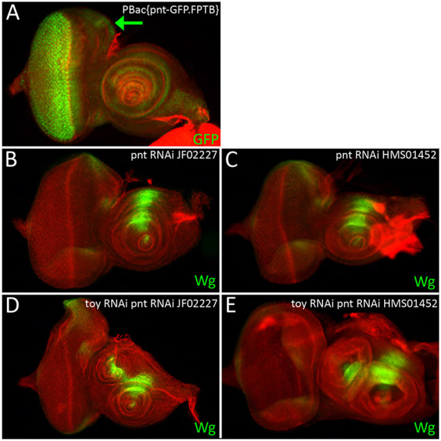 Fig. 9.