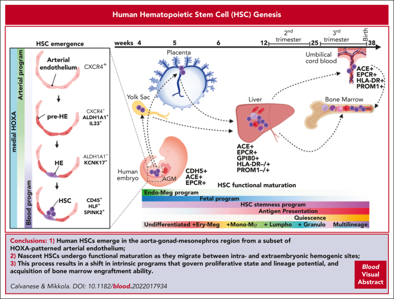 graphic file with name BLOOD_BLD-2022-017934-C-ga1.jpg