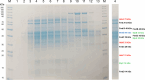 Extended Data Fig. 2