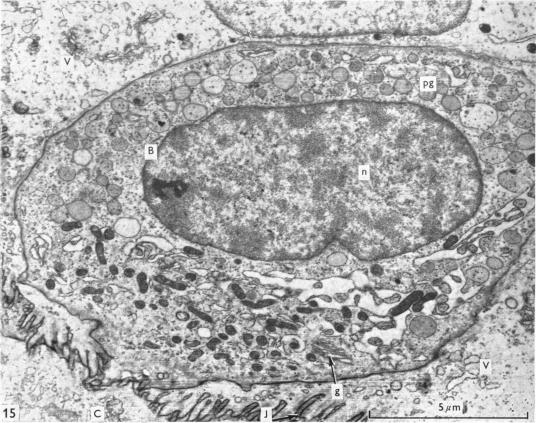 Fig. 15