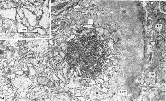 Fig. 14