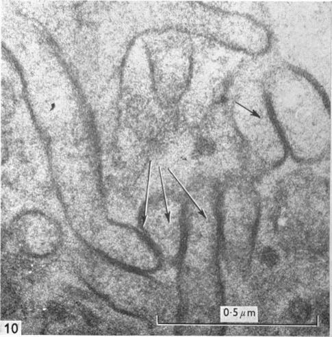 Fig. 10