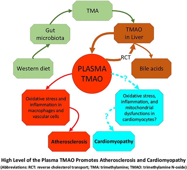 graphic file with name nihms-1845893-f0001.jpg