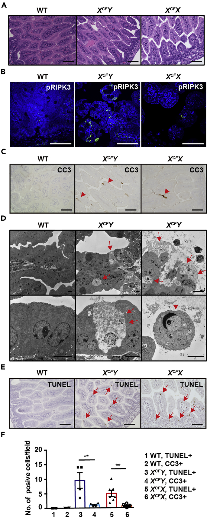 Figure 2