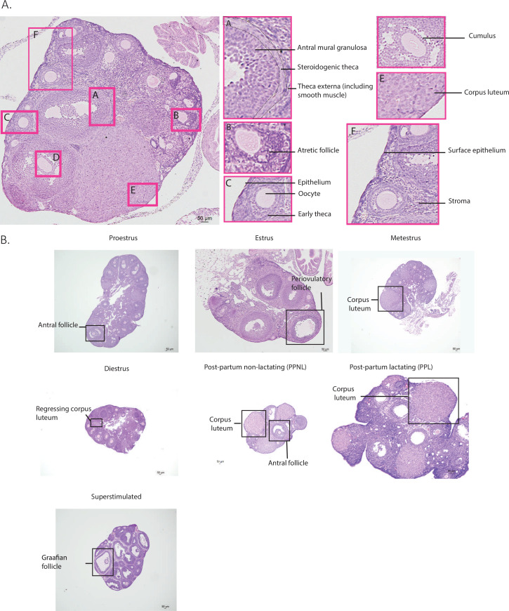 Figure 1—figure supplement 1.