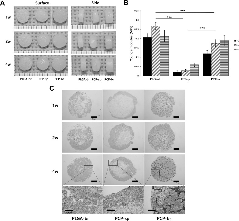 Fig. 6