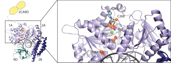 Figure 1—figure supplement 1.