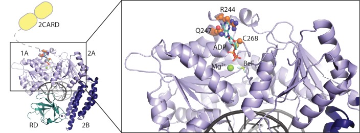 Figure 2—figure supplement 1.