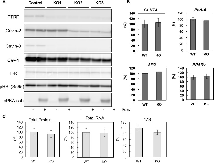 Figure 3—figure supplement 1.