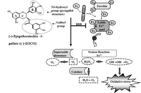 Fig. 1