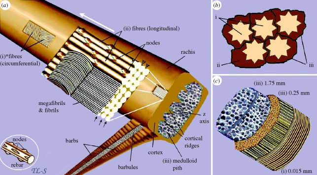 Figure 5.