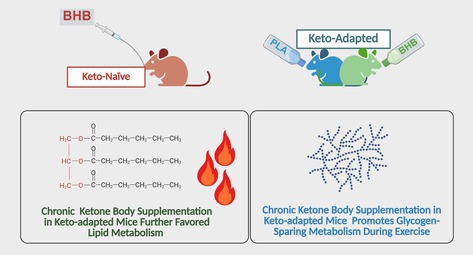 graphic file with name PHY2-13-e70583-g003.jpg