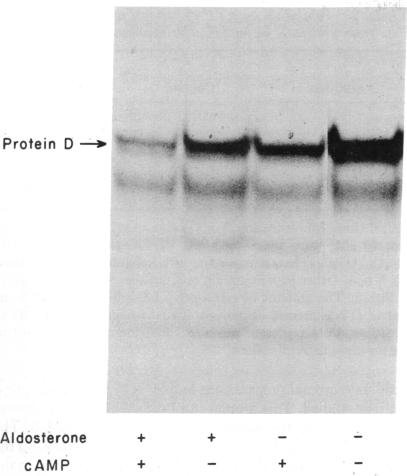 graphic file with name pnas00073-0081-a.jpg