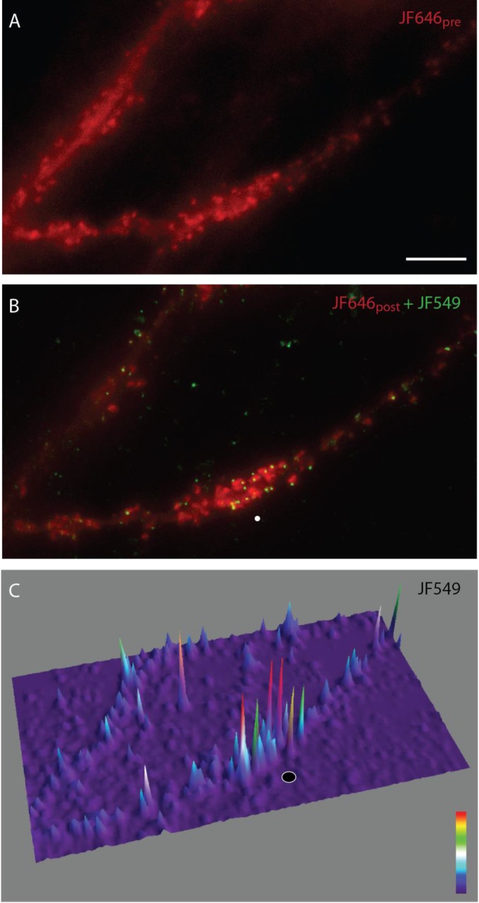 Fig. S5.