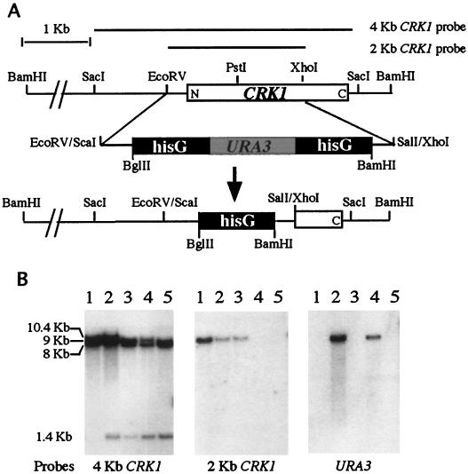 FIG. 3