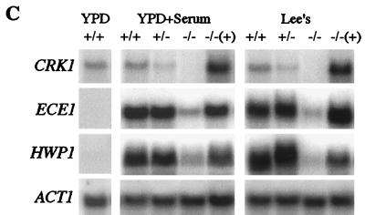 FIG. 5