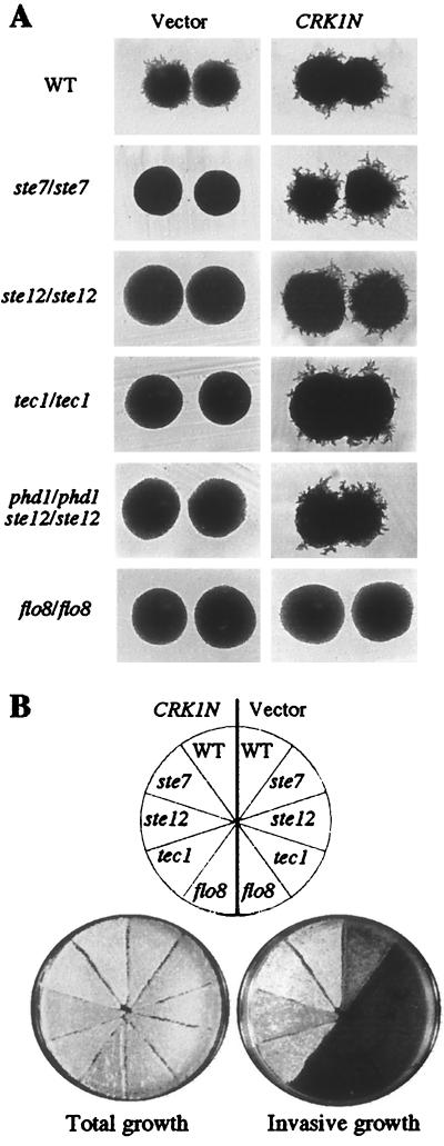 FIG. 7