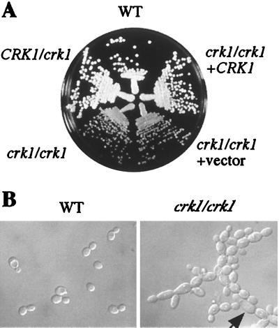 FIG. 4