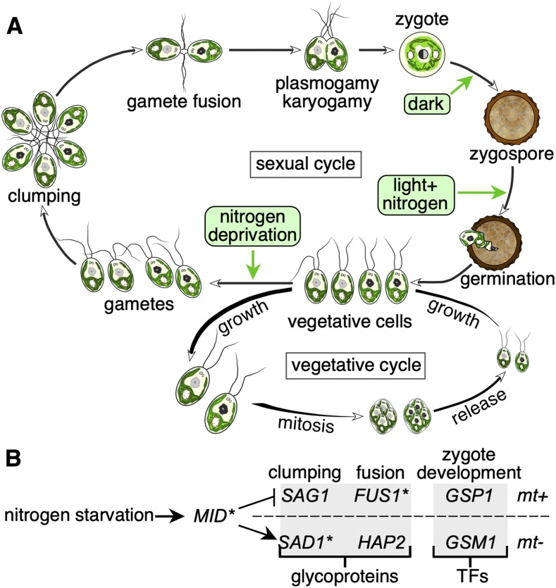 Figure 3.